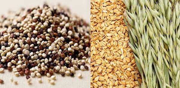 قیمت جو دوسر کینوا + خرید باور نکردنی